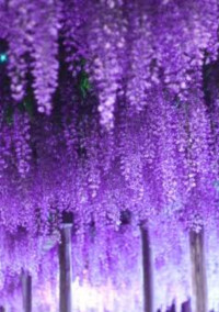 散り行く花たちに弔いを【鬼滅の刃】