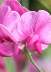Flowers story___story , 1___ レッドストック.