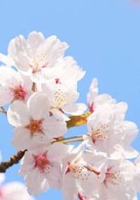 あなたからの卒業