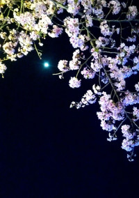 君と桜と…