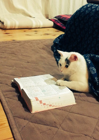 私は猫を飼った
