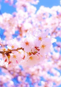 桜が散る前に