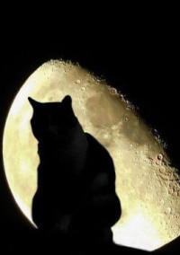 猫憑きの柱