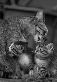 【仔猫の願い】