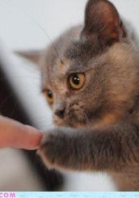 【仔猫の約束…】