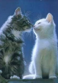 【仔猫の贈り物】