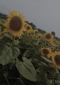 夏だけ