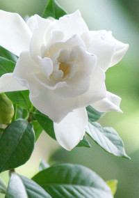 クチナシの花言葉を【アイナナ】