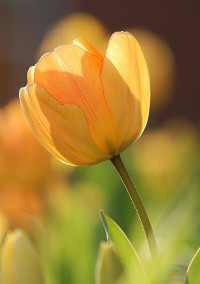 分かっている恋はしたくなかった