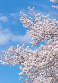 片恋桜