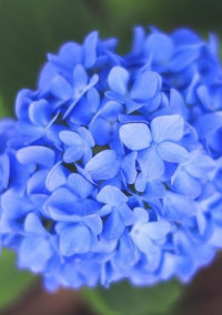 蒼い雫