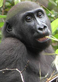 ゴリラによる ゴリラの為の小説 し ら す Q さんの小説 夢小説 無料ケータイ夢小説ならプリ小説 Bygmo