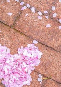 桜の舞う季節