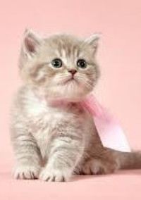 猫さんの魔法