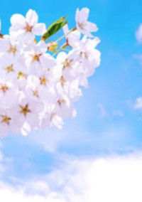 あの桜の木の下で
