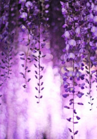 鬼滅の刃~散りゆく花と差し込む光~