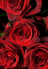 薔薇(花言葉)