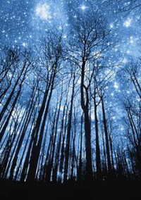 星月夜、少年少女は鬼を狩る【鬼滅の刃・参加型】