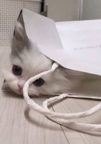 ゆき猫さん。