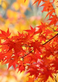 緋色の欠片(鬼崎拓磨)