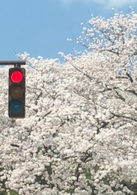 嫌い、嘘、好き