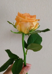 薔薇に願いを叶えると。(参加型)(完結済み)