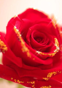 薔薇色の人生