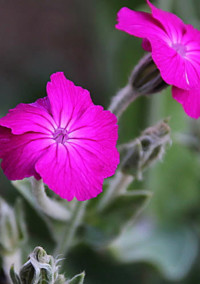 Coronaria