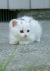 ペット