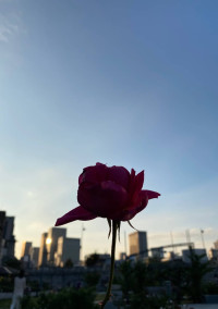 幽霊に恋をした女