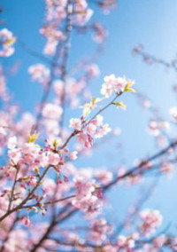 桜の花が咲く頃に