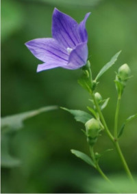 氷の花