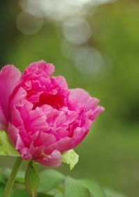 祈り花