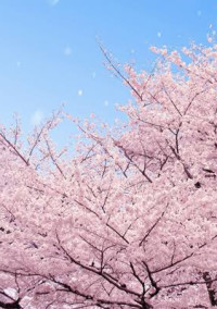 桜が咲く前に