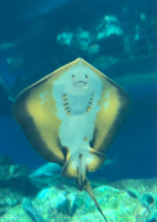 永瀬廉はじつは塩対応