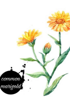 金盞花が散る頃に