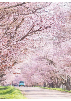 桜が舞う日に_____