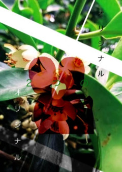 ２つのオリジナル