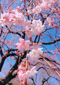 🌸あの日の桜🌸