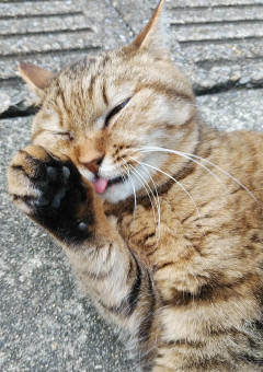 弱虫な僕と猫のトコ