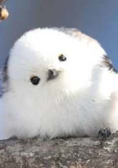 お知らせ・イラスト（適当）