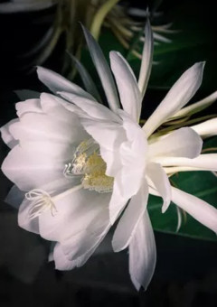 軍の料理人の腕は最高です