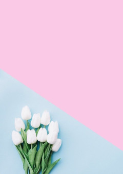 Piece of Peace ⸝⋆ ꙳