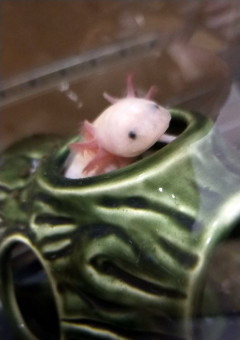 黒シャと雑談しよ？