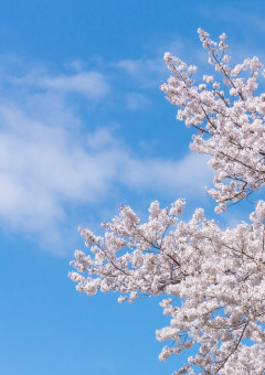 誘拐犯は人気アイドルグループ