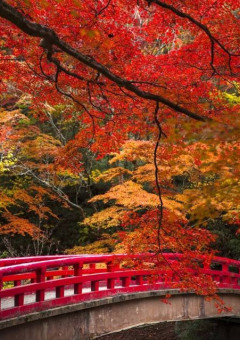 紅葉が織り成す8つの光