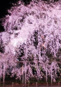 枝垂れ桜の下集まって。