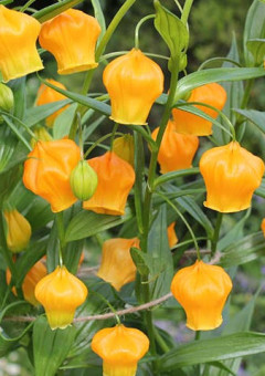 サンダーソニア