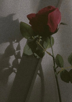 薔 薇.