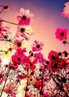 花言葉〜一目惚れ〜